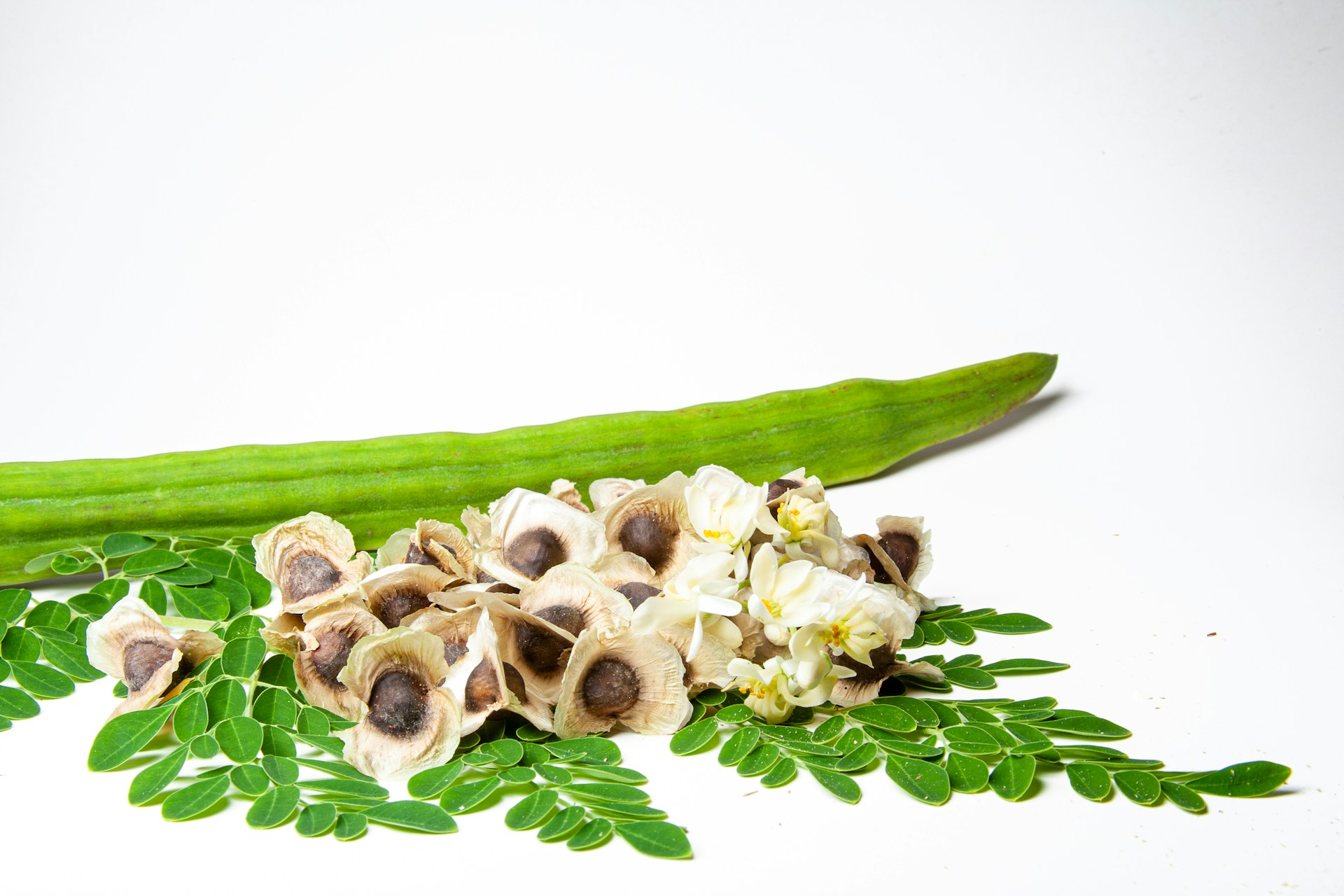 Moringa crédit photo: Adrian Dale sur Unsplash