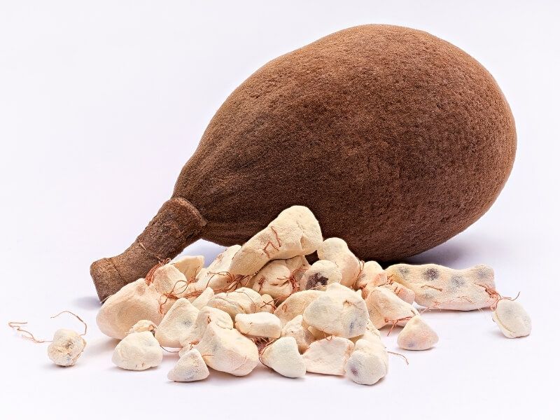 Le fruit du baobab crédit photo:@Pinterest