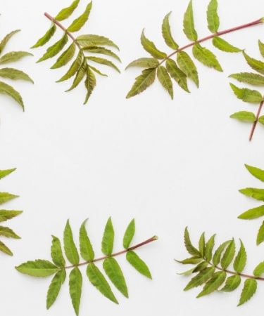feuilles de neem