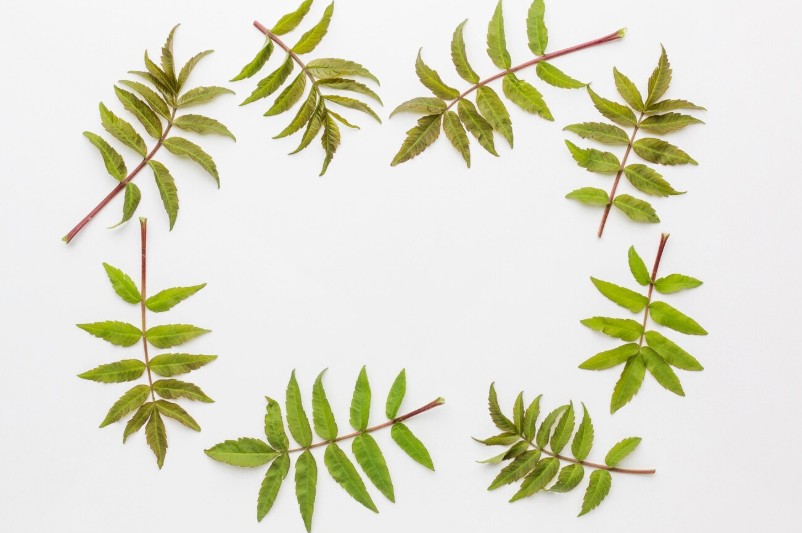 feuilles de neem